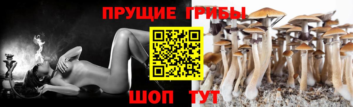 Псилоцибиновые грибы Psilocybine cubensis Шебекино